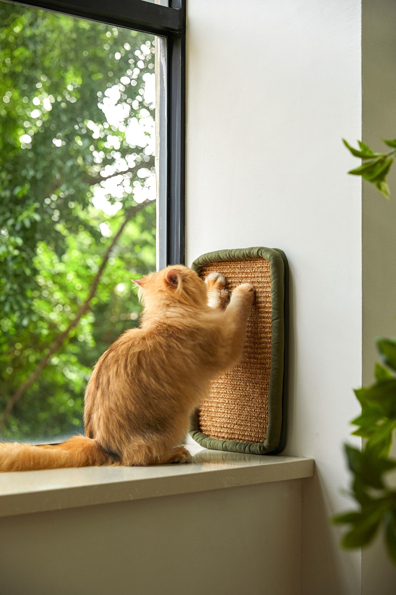 Orange cat scratching the sisal mat beside a window.