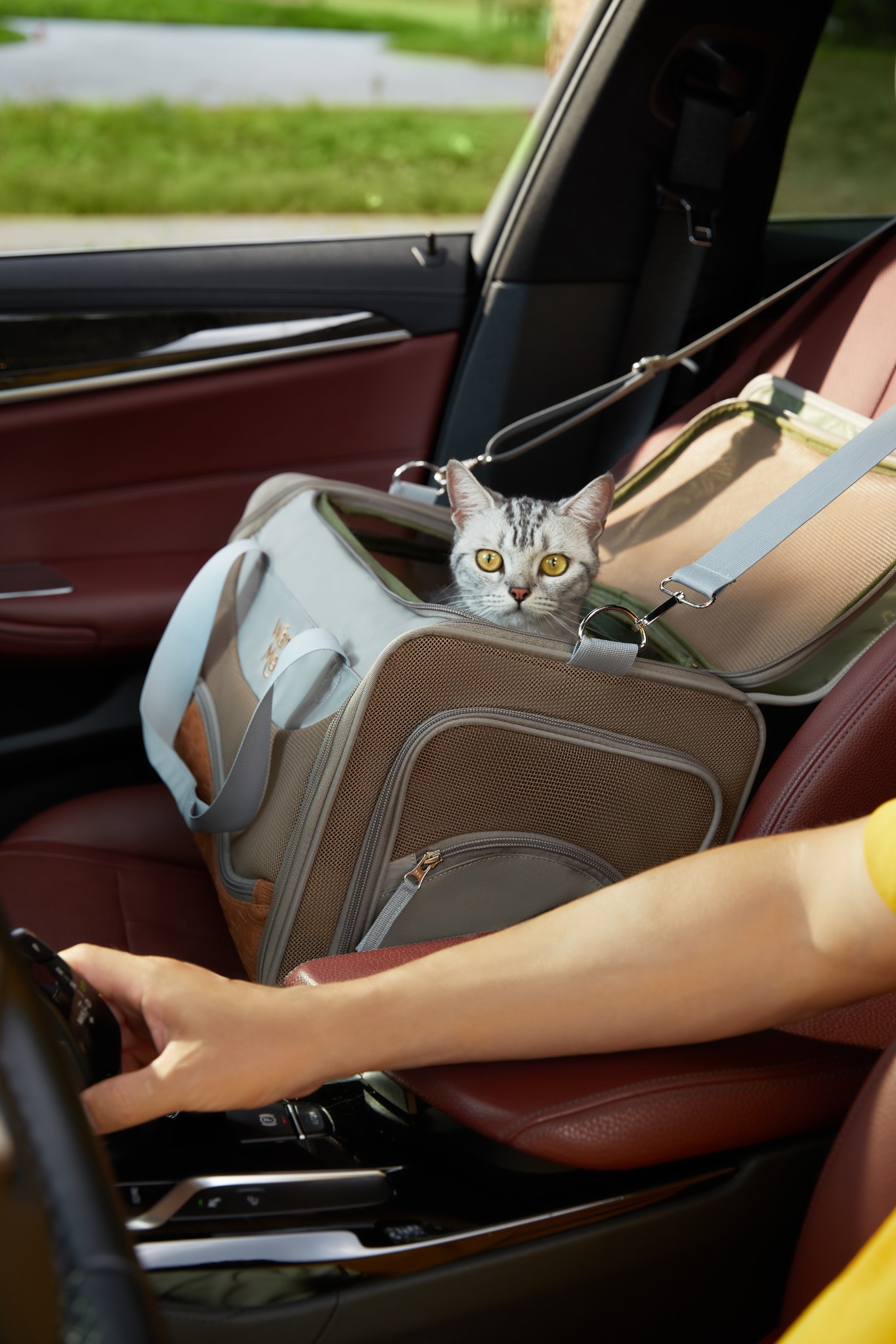 Silver tabby looking forward from the open gray Wander Meow carrier inside a stationary car.
