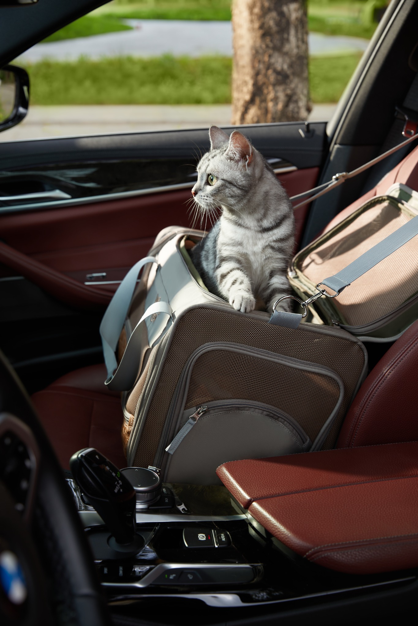 Silver tabby sitting in the open gray Wander Meow carrier on a parked car seat before departure.