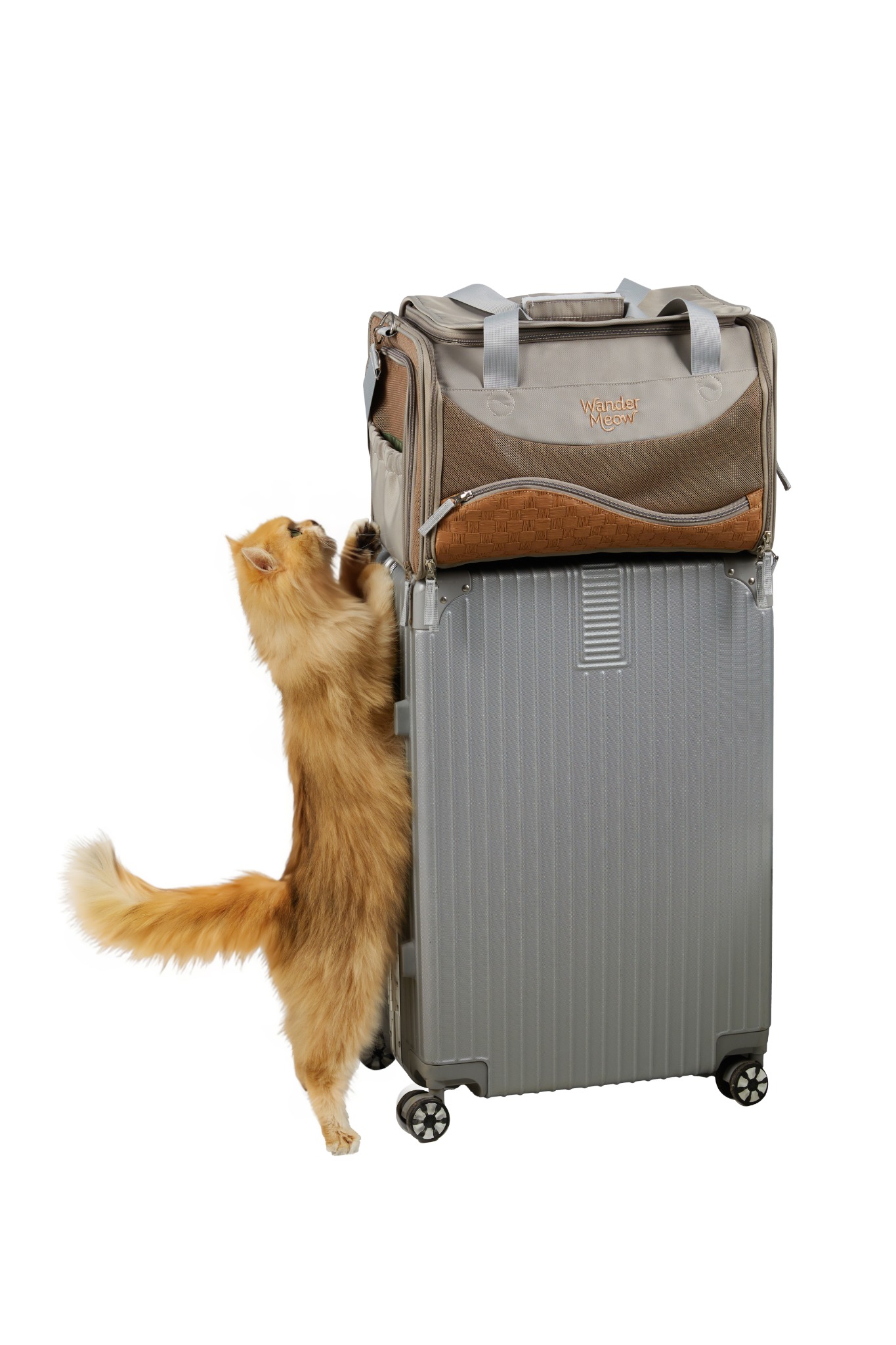 Front view of the gray Wander Meow carrier on a silver suitcase while an orange cat reaches toward it against a white studio background.