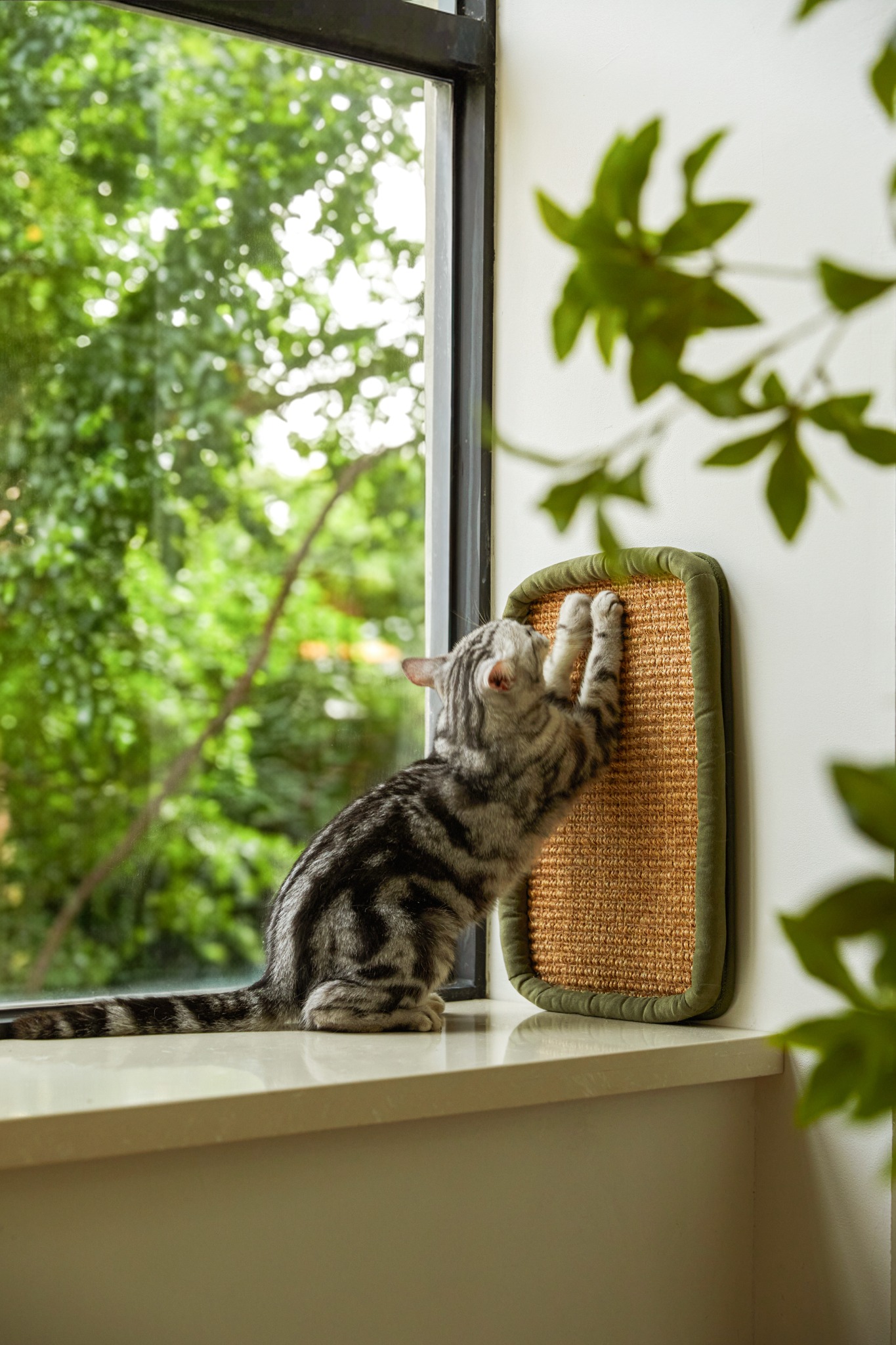 Silver tabby scratching the sisal mat beside a window at home.