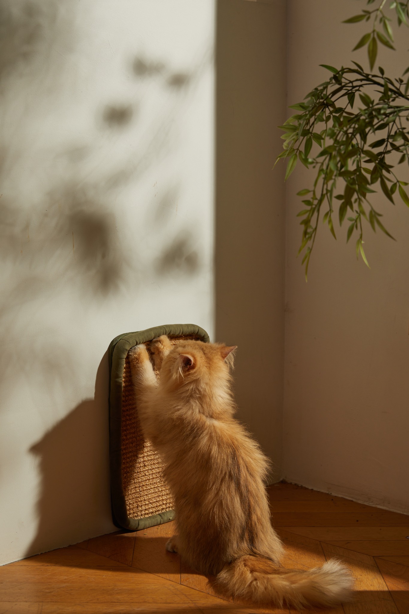 Orange cat scratching the removable sisal mat in a sunlit corner at home.