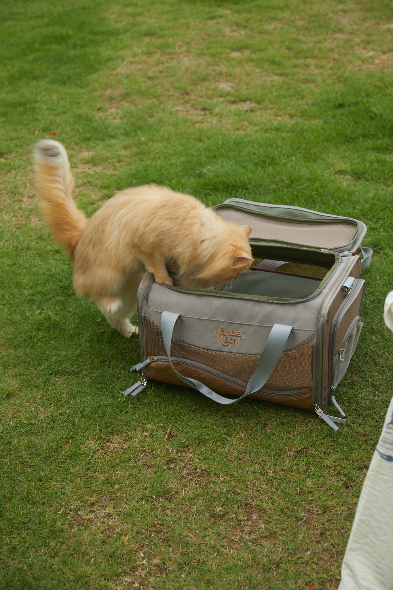 Orange cat investigating the open top entry of the gray Wander Meow carrier while it rests on grass.